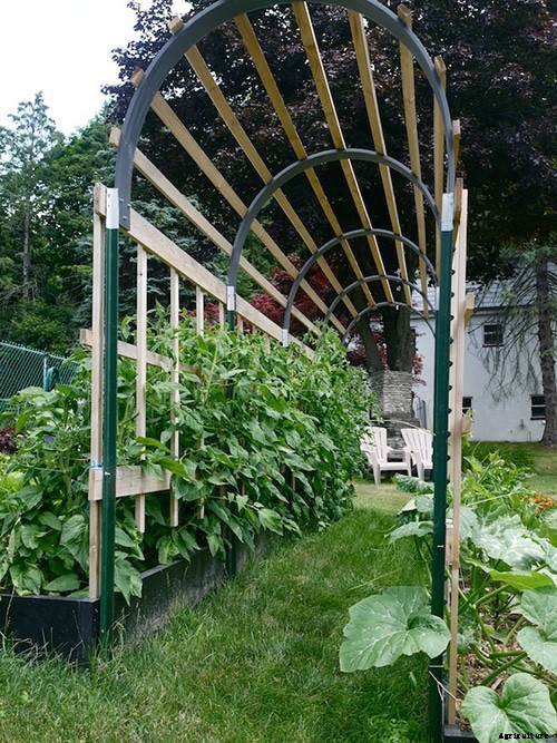 9 Creative DIY Tomato Trellis Ideas