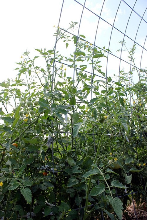 9 Creative DIY Tomato Trellis Ideas