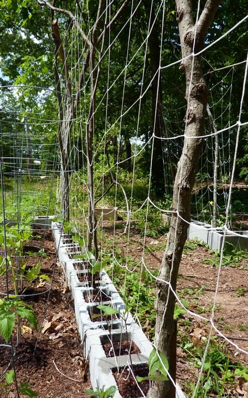 9 Creative DIY Tomato Trellis Ideas