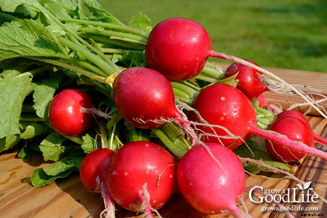 13 Easy Vegetables to Direct Sow