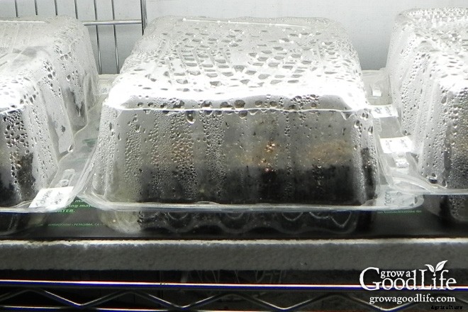 10 Steps to Starting Seedlings Indoors