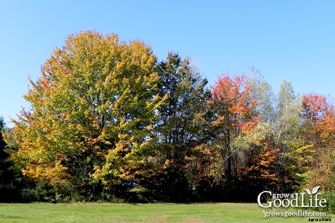 7 Tips to Prepare Your Vegetable Garden for Winter