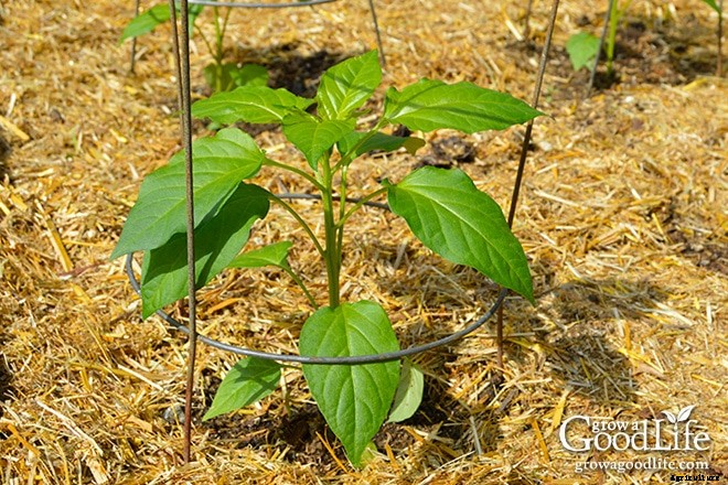 20 Garden Mulching Tips from Seasoned Growers
