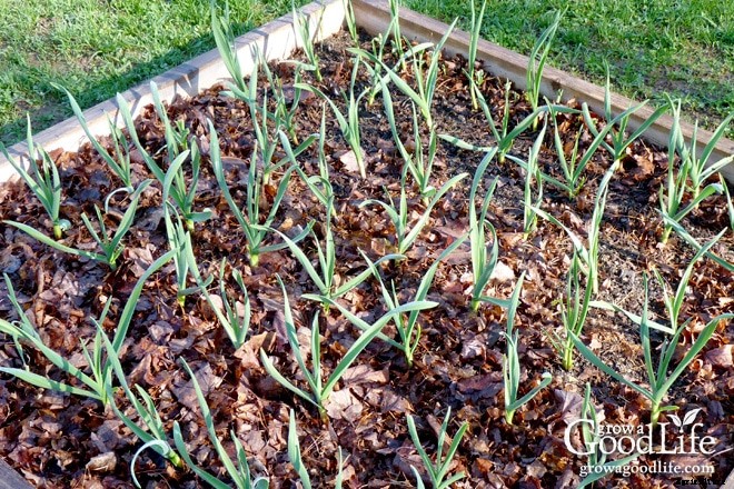 20 Garden Mulching Tips from Seasoned Growers