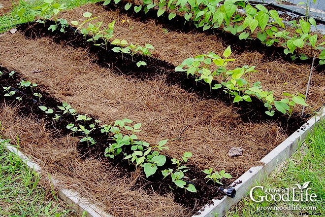 20 Garden Mulching Tips from Seasoned Growers