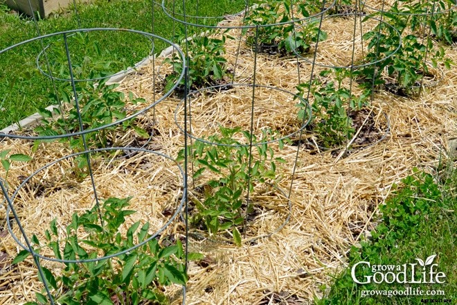 5 Ways Organic Mulch Helps Your Vegetable Garden