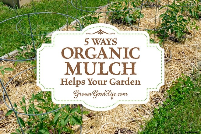 5 Ways Organic Mulch Helps Your Vegetable Garden