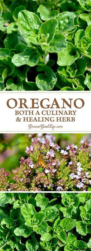 Oregano: Both a Culinary & Healing Herb