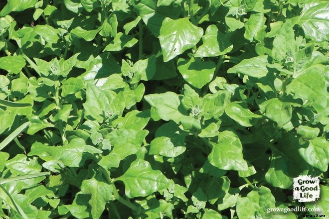 Growing New Zealand Spinach