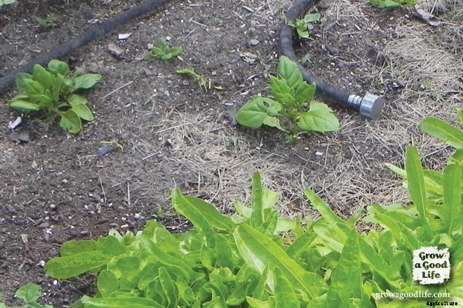 Growing New Zealand Spinach