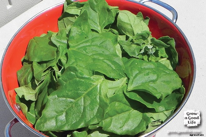 Growing New Zealand Spinach