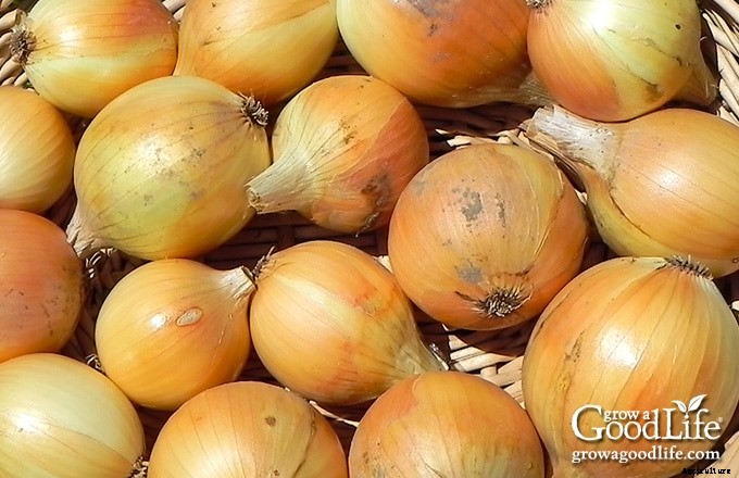 9 Crops to Grow for Food Storage