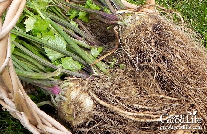 9 Crops to Grow for Food Storage