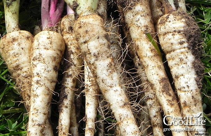 9 Crops to Grow for Food Storage