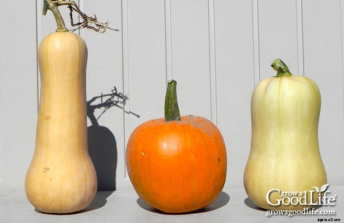 9 Crops to Grow for Food Storage