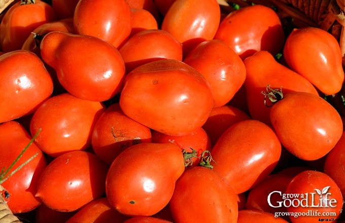 How to Grow a Salsa Garden