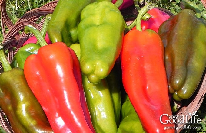 How to Grow a Salsa Garden