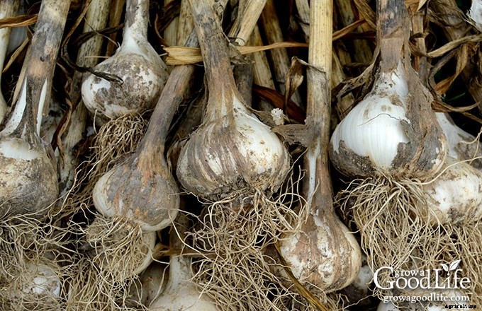 How to Grow a Salsa Garden