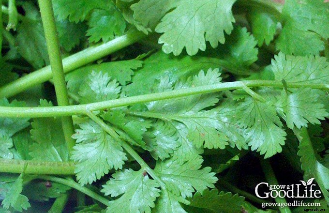 How to Grow a Salsa Garden