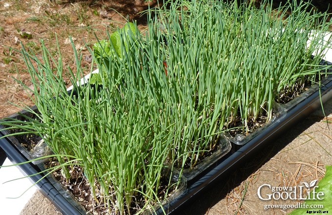 How to Grow Onions From Seed