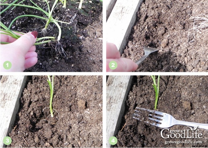 How to Grow Onions From Seed