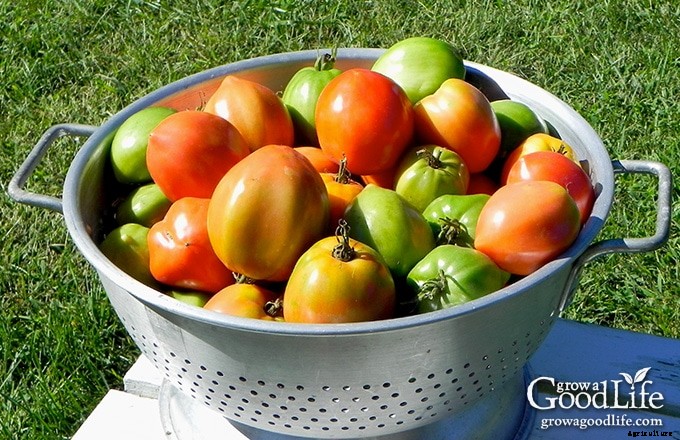What to Do When Late Blight Strikes Your Tomatoes