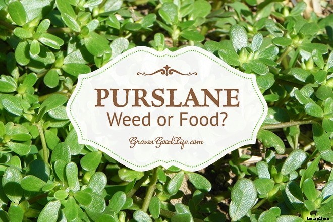 Purslane: Weed it or Eat it?