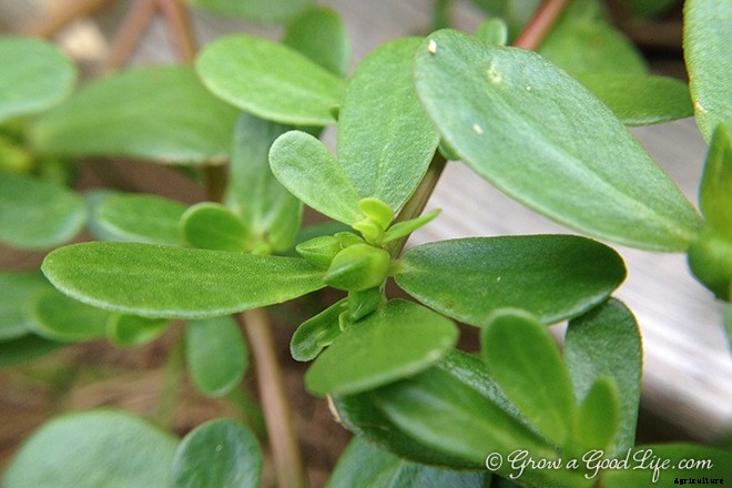 Purslane: Weed it or Eat it?