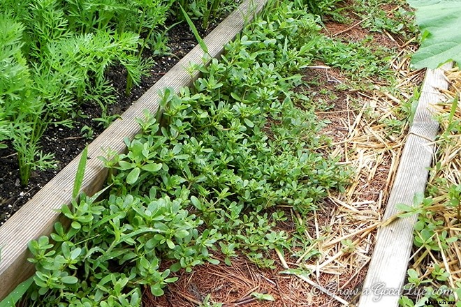 Purslane: Weed it or Eat it?