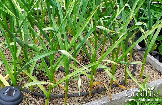 How to Harvest, Cure, and Store Garlic