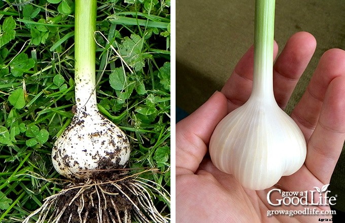 How to Harvest, Cure, and Store Garlic