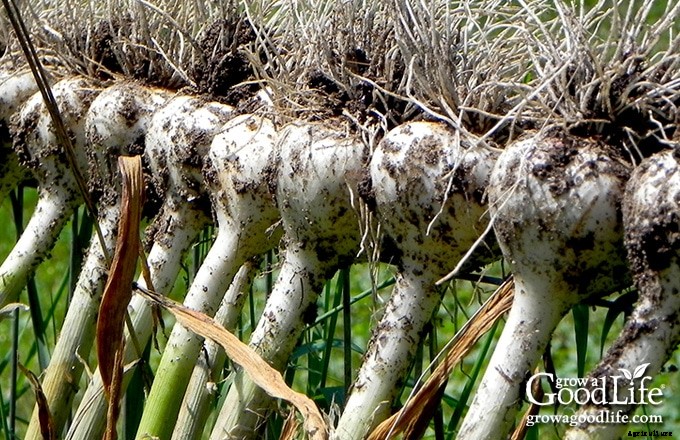 How to Harvest, Cure, and Store Garlic