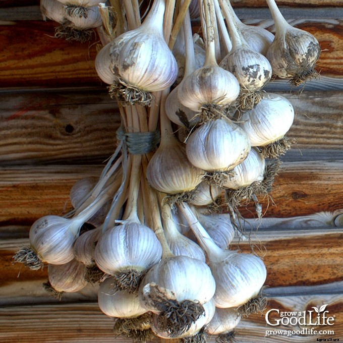 How to Harvest, Cure, and Store Garlic