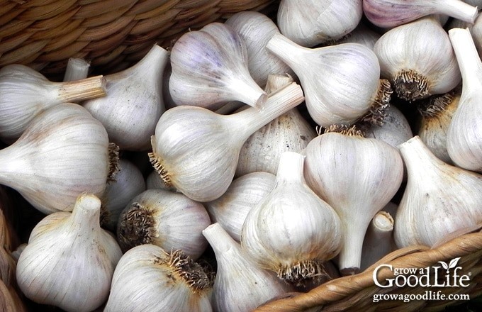 How to Harvest, Cure, and Store Garlic