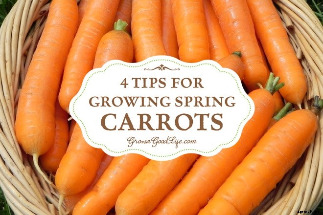 4 Tips for Growing Great Spring Carrots