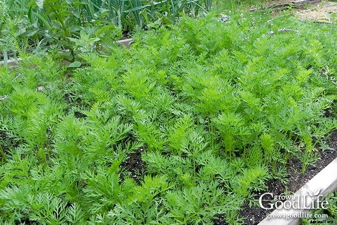 4 Tips for Growing Great Spring Carrots
