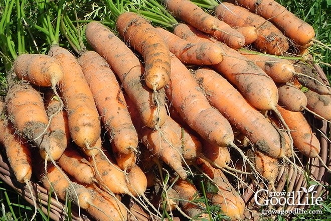 4 Tips for Growing Great Spring Carrots