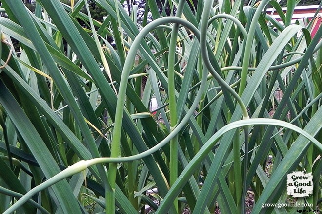 How to Harvest Garlic Scapes