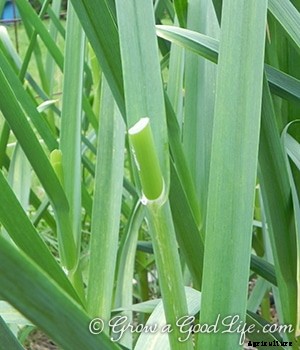 How to Harvest Garlic Scapes