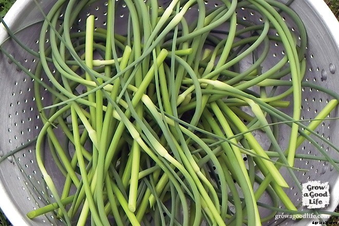 How to Harvest Garlic Scapes