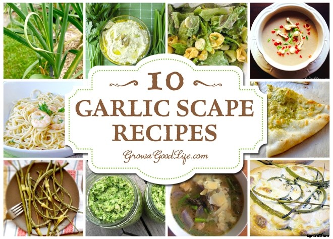 10+ Ways to Use Garlic Scapes