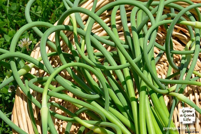 10+ Ways to Use Garlic Scapes