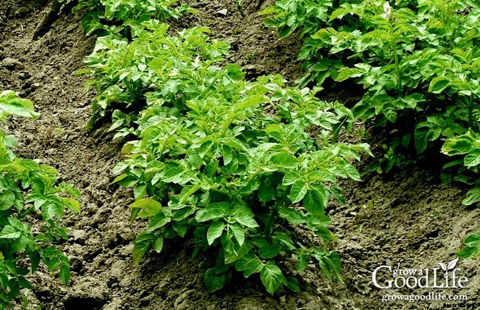 6 Ways to Grow Potatoes