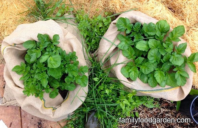 6 Ways to Grow Potatoes