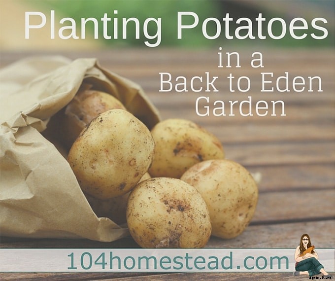 6 Ways to Grow Potatoes