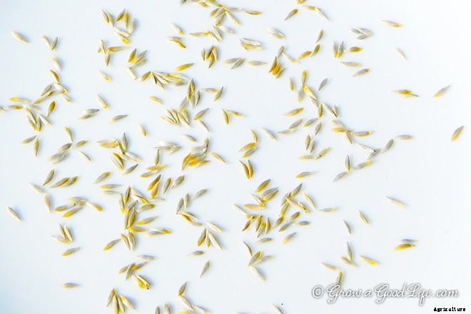 Homemade Seed Mats or Seed Tapes