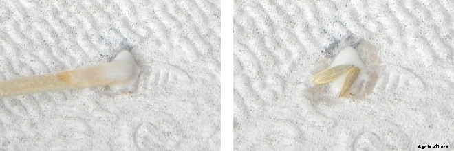 Homemade Seed Mats or Seed Tapes