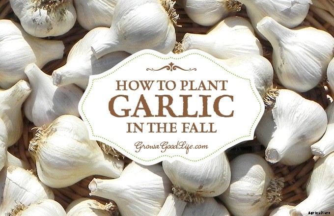 Planting Garlic in the Fall