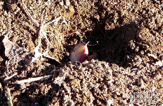 Planting Garlic in the Fall