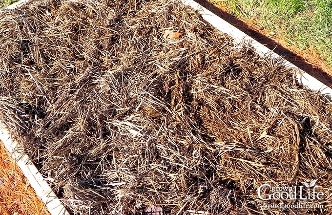 Planting Garlic in the Fall